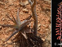 Aloe perryi Hamaderoh-Homhil Socotra JL DSC 0217  Aloe perryi Hamaderoh-Homhil Socotra JL