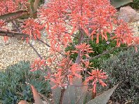 Aloe abyssinica ©JLcoll.227  Aloe abyssinica JLcoll.227