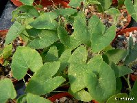 Apodanthera sagittifolia ©JL  Apodanthera sagittifolia JLG (Pehuen-Có, Buenos Aires, Argentina) caudex