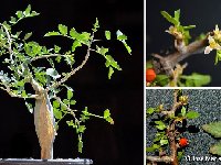 Bursera fagaroides ©JM Herrera Plaza  Bursera fagaroides ©JM Herrera Plaza