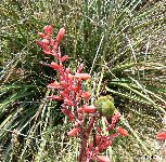 Hesperaloe parviflora Parque de la Paloma ©JL Hesperaloe parviflora MCA